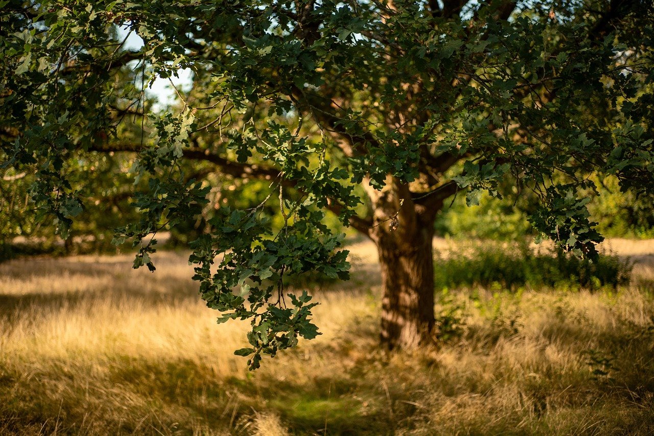 oak, tree, forest, meadow, fall, grass, big tree, nature, sunlight