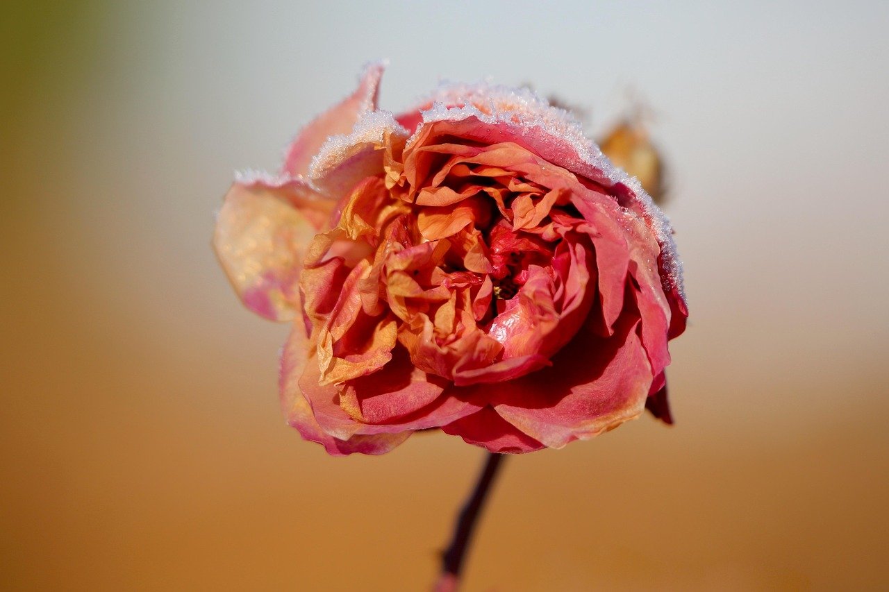 rose, snow, frozen, covered in snow, in the snow, dried, red flower, winter, nature, frost, faded, rose flower, dried up, flora, close up