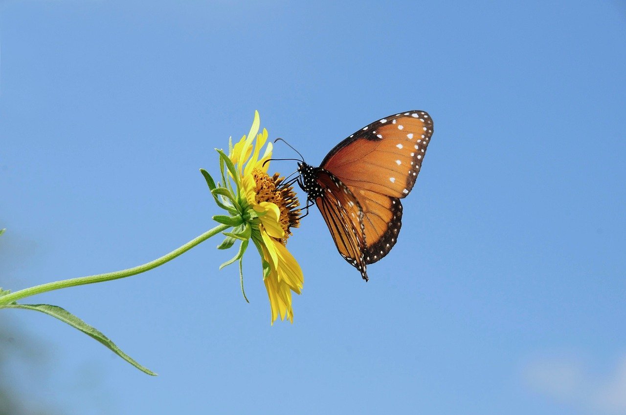 butterfly, nature, insect, wings, flower, sunflower, blue sky, pollination, yellow, summery, landscape, background, outdoor, delicate, no people, peaceful, natural beauty