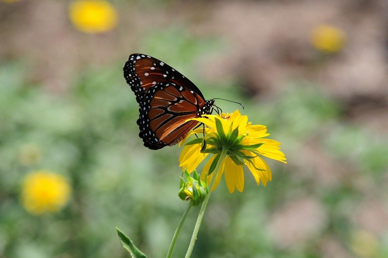 butterfly, nature, flower, insect, pollination, yellow, flying, pattern, beauty, macro, observation, striped, natural, yellow flower, contrast, beekeeping, meadow plant, biology, ecosystem