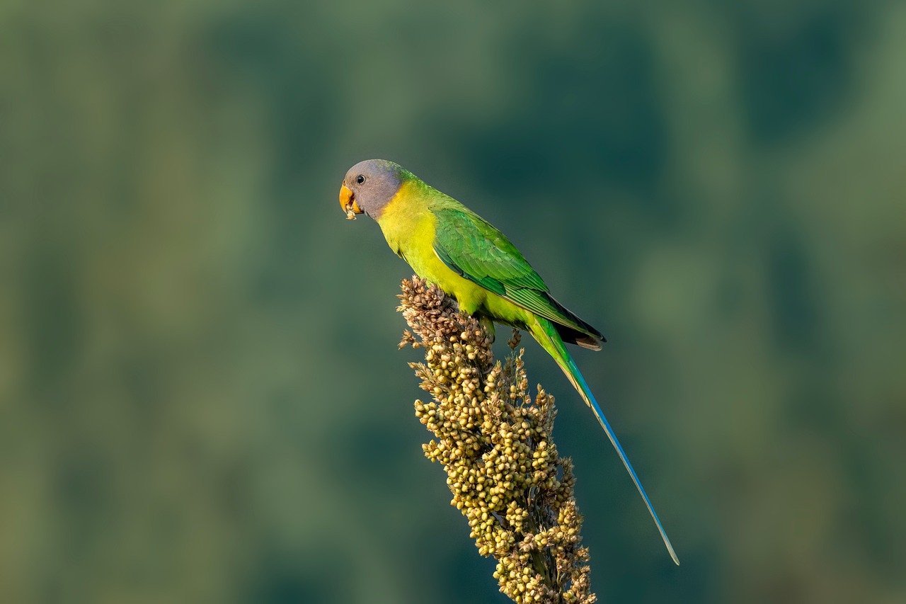 animal, birding, feather, plumage, bird, wildlife, wood, flame, friendly, singing, australian, parrot, pet, play, playful, playing, bathe, bathing, feathered, birdlife, green, nature, ornithology, parakeet, perched