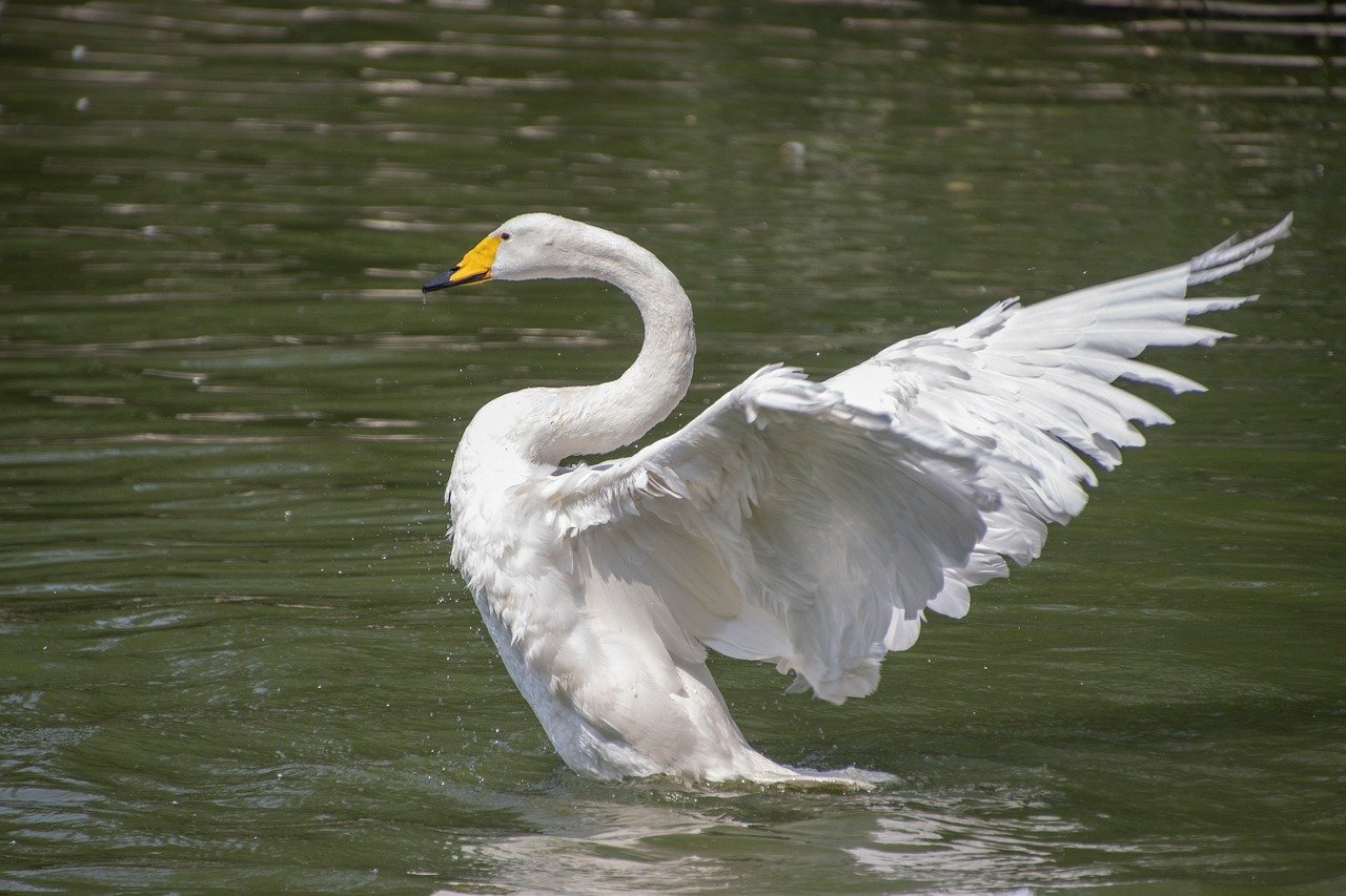 swan, bird, water, feathers, wings, plumage, ornithology, swim, waterfowl, fauna, beak, beauty, serenity, motion, nature, harmony, bathing, white feathers, elegance, calm water