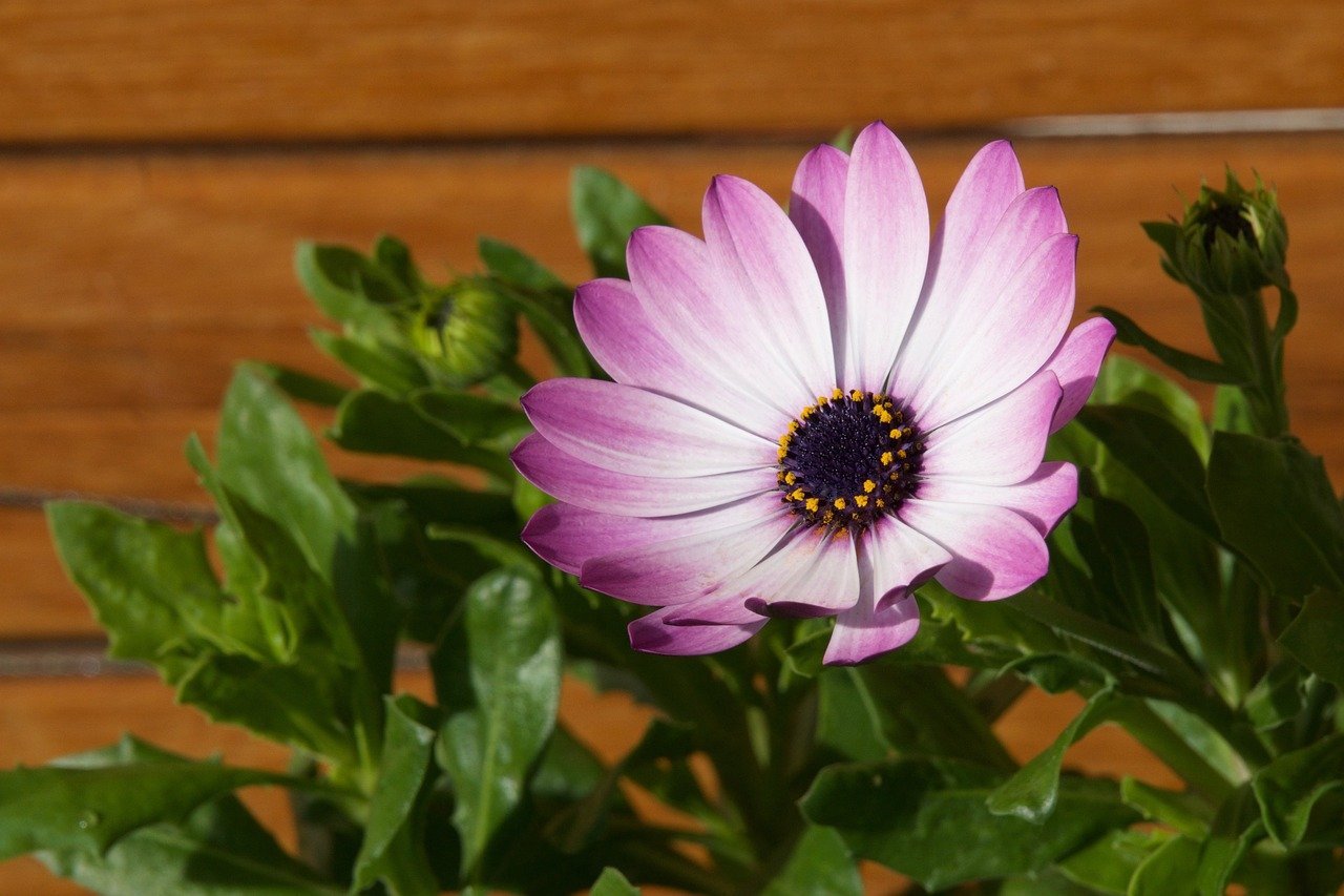 african daisy, pink flowers, garden, natural, foliage, sunlight, colorful, macro photography, brick wall, natural beauty, outdoor, flower details, blooming, spring, vertical photography, vibrant flower, contrasting background, nature, bokeh effect