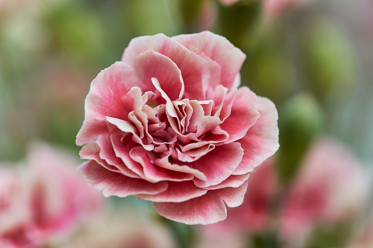 carnation, flower, nature, free background, dianthus, hd wallpaper, windows wallpaper, bloom, petal, pink, beauty, background, macro photography, wallpaper hd, wallpaper 4k, flower wallpaper, mac wallpaper, details, simplicity, beautiful flowers, beautiful wallpaper, free wallpaper, 4k wallpaper, natural beauty, floral background, laptop wallpaper, desktop backgrounds, flower background, full hd wallpaper, delicate, 4k wallpaper 1920x1080, natural, decorative, cool backgrounds, pink flower