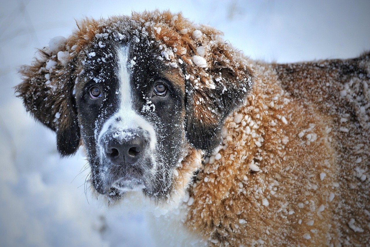 merry christmas, dog, domestic animal, snow, the world of animals, animal, nature, fur, snout, pet, mammal, winter, cold