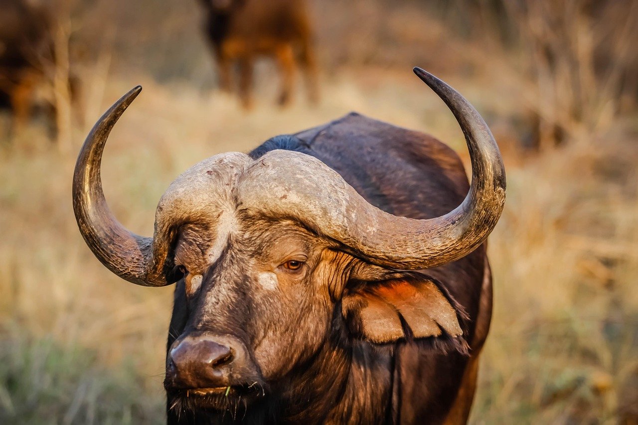 african buffalo, animal, wildlife, cape buffalo, mammal, bull, bovine, horns, head, closeup, nature, portrait