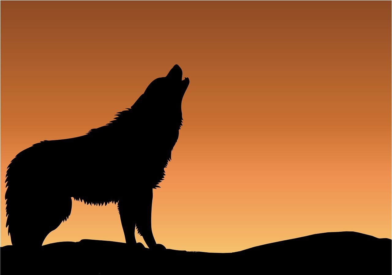 wolf, howling, sunset, sunrise, silhouette, black, orange, art, wild, animal, nature, howl, wildlife, calling, orange nature, orange animals, orange sunset, orange art, orange sunrise, orange natural, wolf, wolf, wolf, wolf, wolf