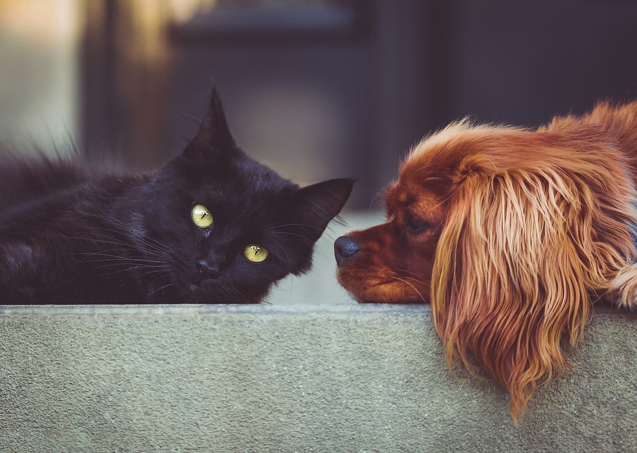 dog, pet, cat, pets, mammals, animals, friends, friendship, brown dog, animal, black cat, domestic, nature, domestic animals, portrait, friendship day