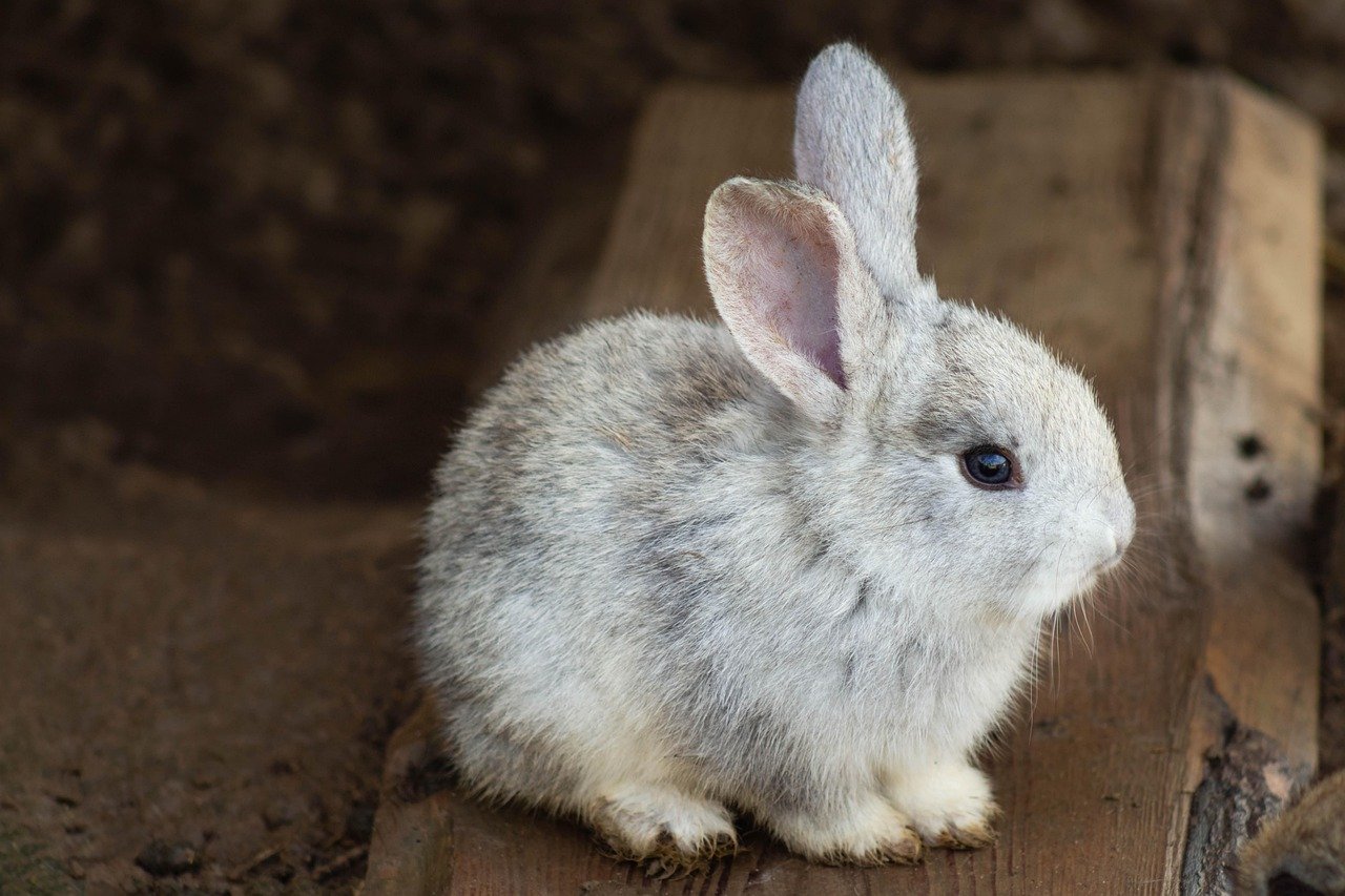 rabbit, animal, mammal, bunny, animals, sweet, ears, loving, young, pretty, fur, nature, rabbit, rabbit, rabbit, rabbit, rabbit, bunny, bunny