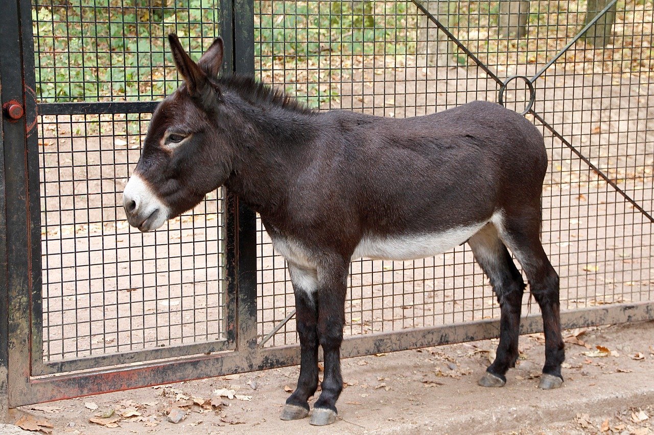 dwarf donkey, donkey, pack animal, black, donkey, donkey, donkey, donkey, donkey