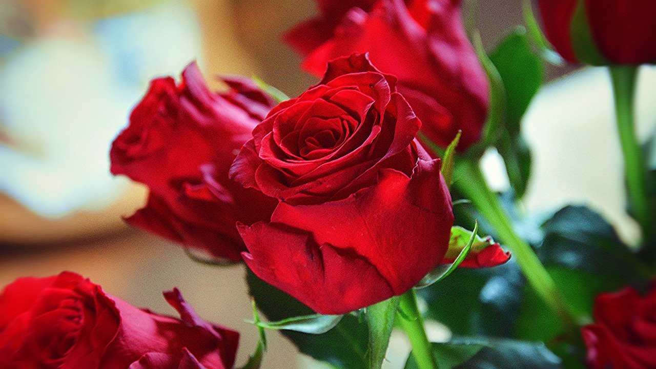 roses, red, love, happy mothers day, romantic, wedding, valentine's day, wedding day