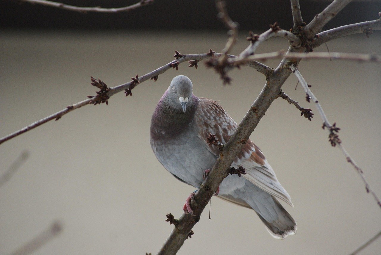 dove, home, ornate, shyness, the excitement, love, confession, shame, shyness, shyness, shyness, confession, confession, confession, confession, confession, shame, shame, shame, shame