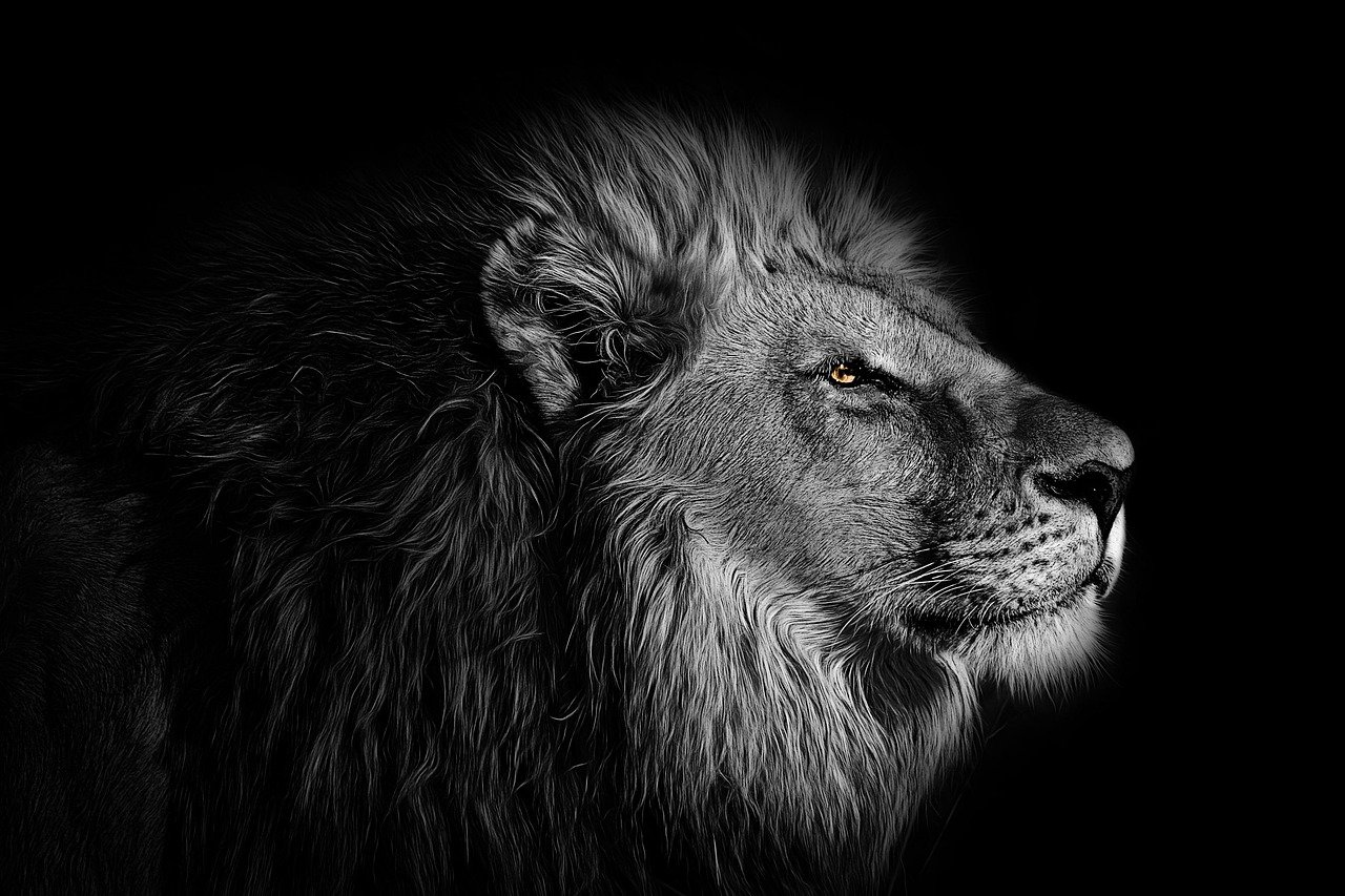 wallpaper, background, lion, animal, mac wallpaper, wild, wildlife, wallpaper 4k, nature, beautiful wallpaper, king, hd wallpaper, black, cool backgrounds, white, africa, safari, jungle, face, zoo, windows wallpaper, beautiful nature, free background, head, african, mammal, full hd wallpaper, laptop wallpaper, isolated, wallpaper hd, park, free wallpaper, 4k wallpaper, fauna, predator, nature wallpaper, feline, 4k wallpaper 1920x1080, dangerous, beast, black background, black animals, black wallpaper, black park, black natural, nature background, desktop backgrounds, black king