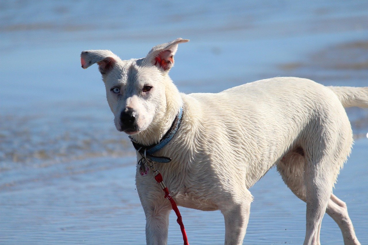 dog, sea, beach, eyes, fur, pitbull, rope, go walkies, wet, to bathe, bad day, pet, romp, swim, water, domestic animal, animal, sand, nature, summer, ocean, heaven, happy, vacations, fun, riverbank