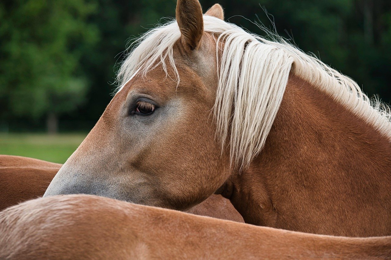 haflinger, horse, animal, pony, brown, mane, horse head, nature, pferdeportrait