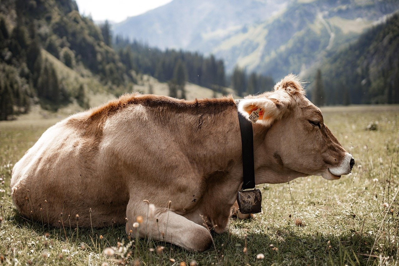 simmental cattle, cow, beef, livestock, cattle, cow bell, lying down, agriculture, pasture, meadow, nature, ruminant, grass, alpine foothills, farm, farm animal, cow, cow, cow, cow, cow