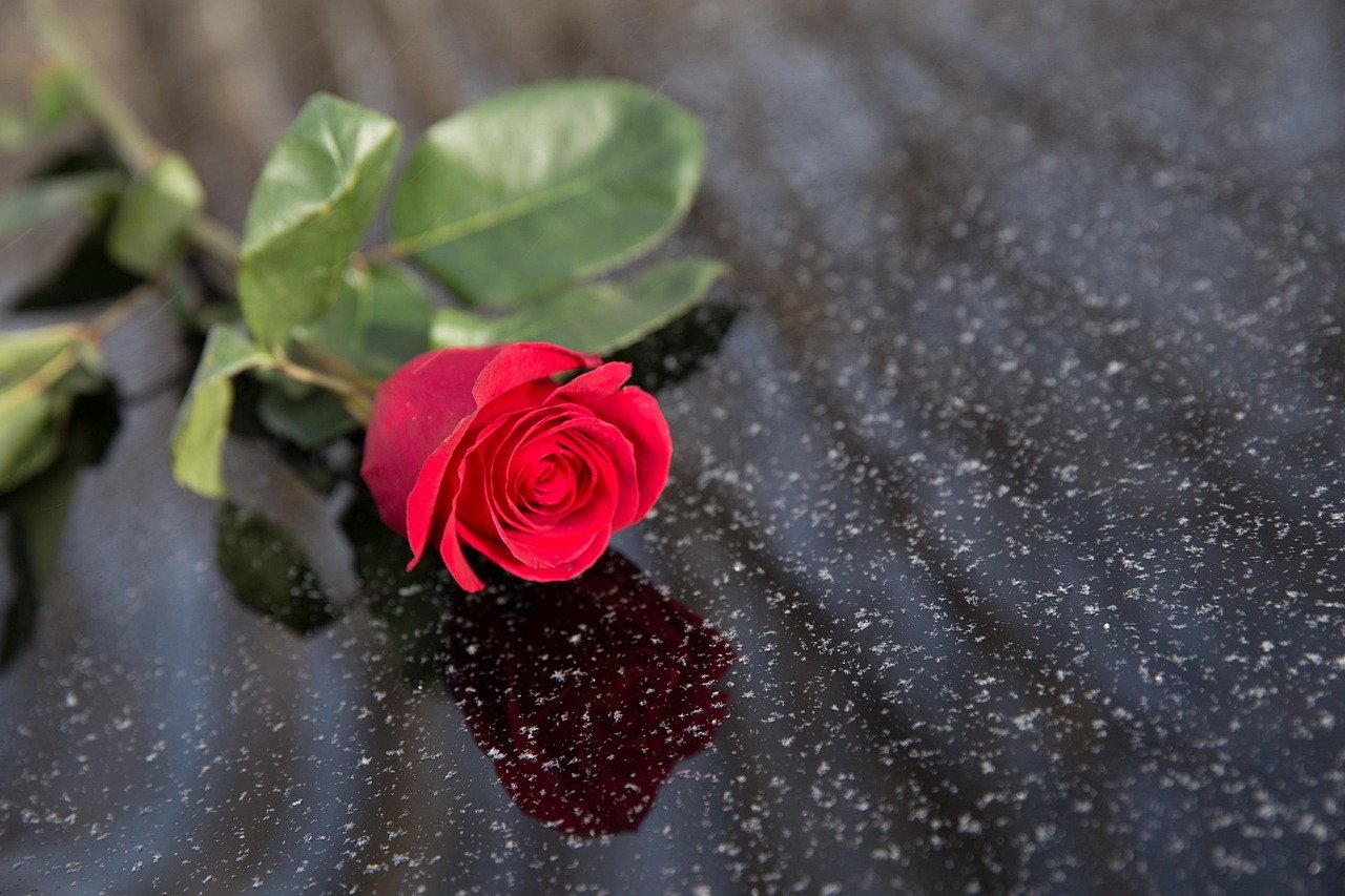 car, rose flower, nature, flower, rose, elegance, valentines day, flower background, anniversary, celebration, beautiful flowers, door, flower wallpaper, gift, handle, car wallpapers, holiday