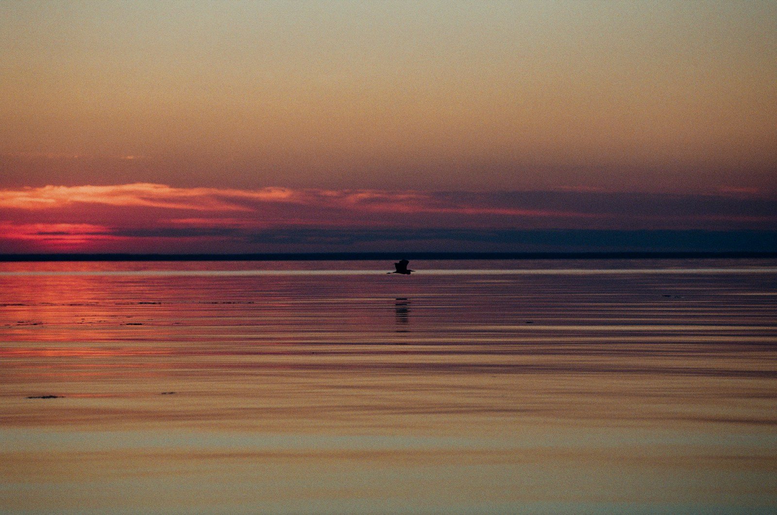 Sunset over a calm ocean with a distant bird