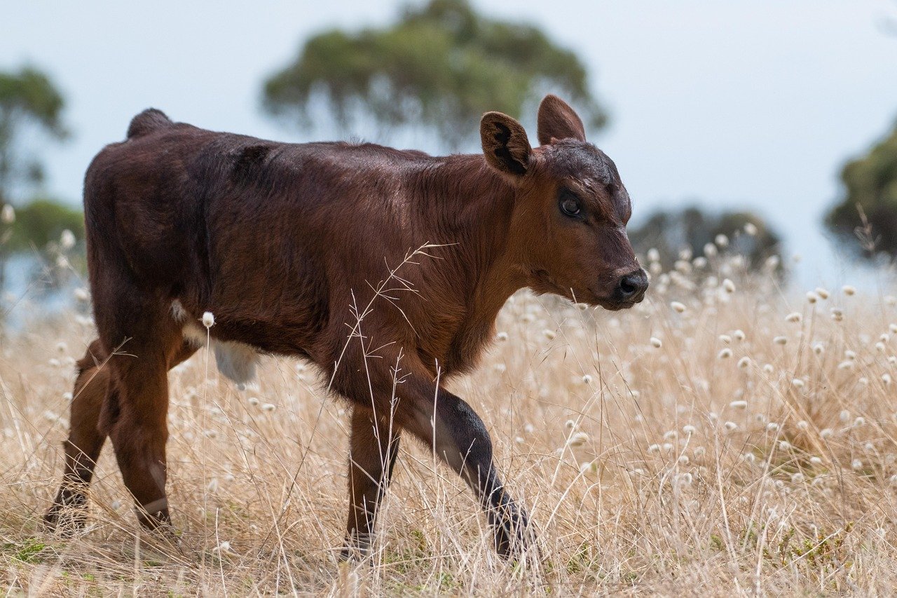 calf, cow, animal, young animal, young cow, breeding, livestock, farm, bovine, nature, rural, calf, cow, cow, cow, cow, cow