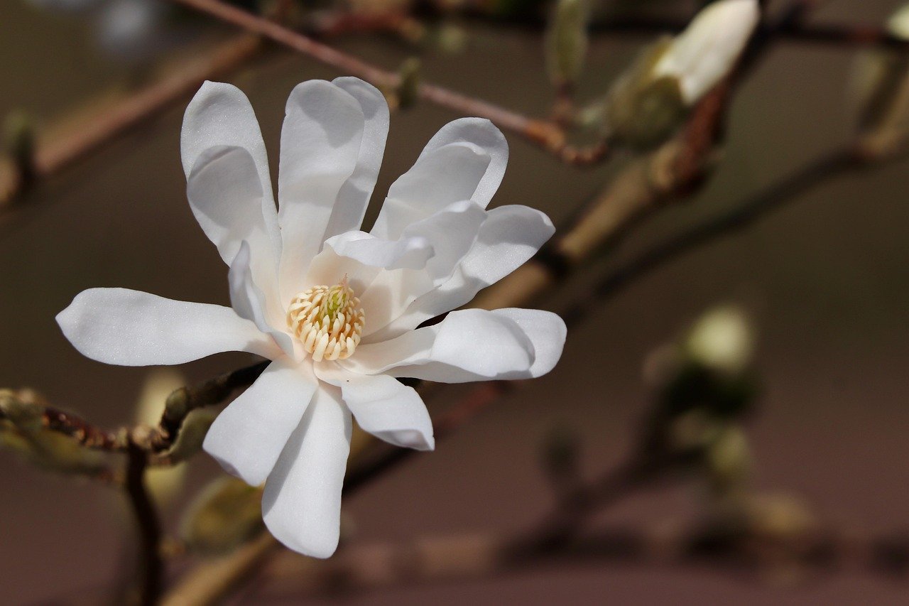 star magnolia, magnolia stellata, bud, ornamental wood, blossom, bloom, petals, ornamental shrub, decorative wood