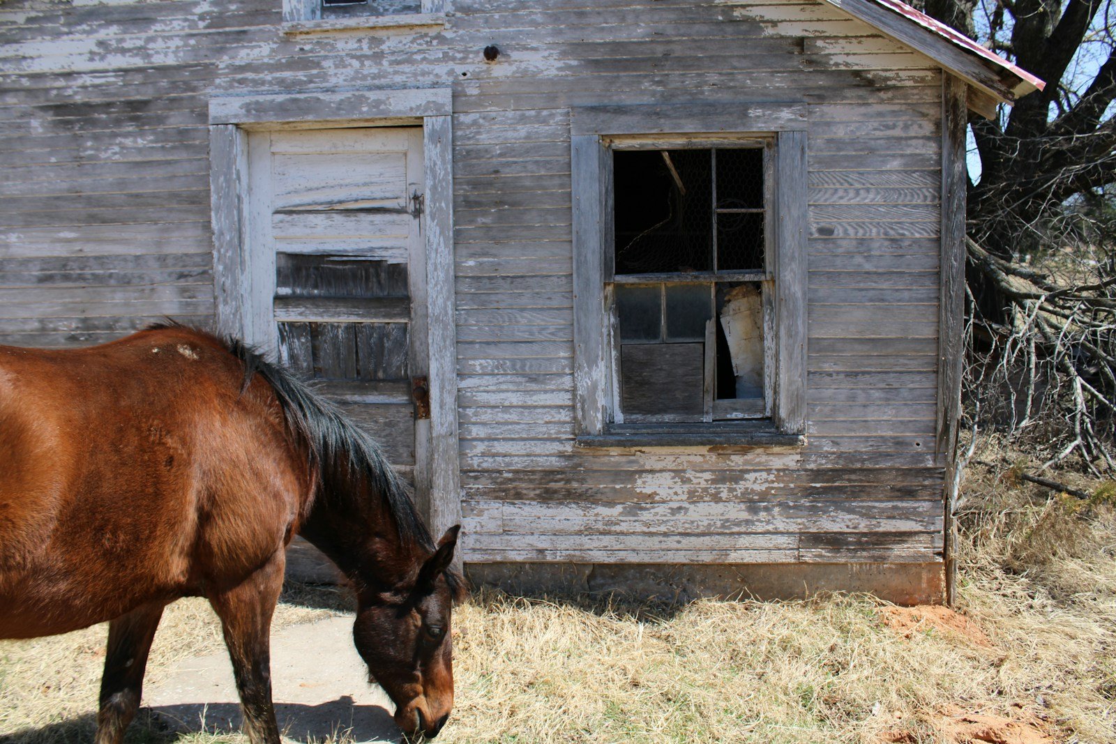 a brown horse standing in front of a wooden building
