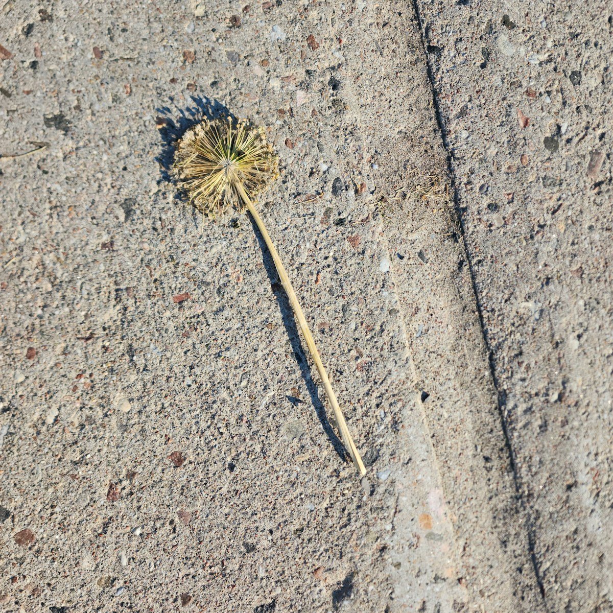 A single flower is on the ground in the middle of the street