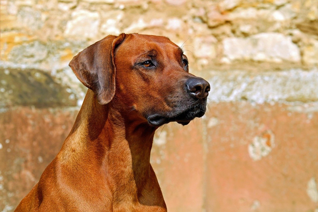 rhodesian ridgeback, dog, guard dog, purebred dog, beautiful, adorable, attention, vigilant, animal, nature, hunting dog, fur, brown dog, pet, dog breed, dog portrait, attentive dog, animal portrait