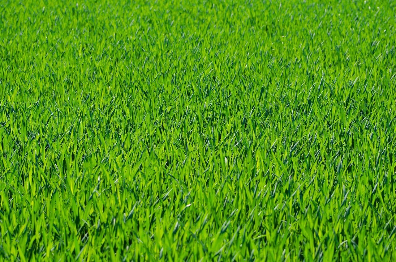 grass, lawn, grass blades, grassy, grassland, field, green, nature, greenery, grassy field, green grass, grass, grass, grass, grass, lawn, lawn, lawn, lawn, lawn, green, green