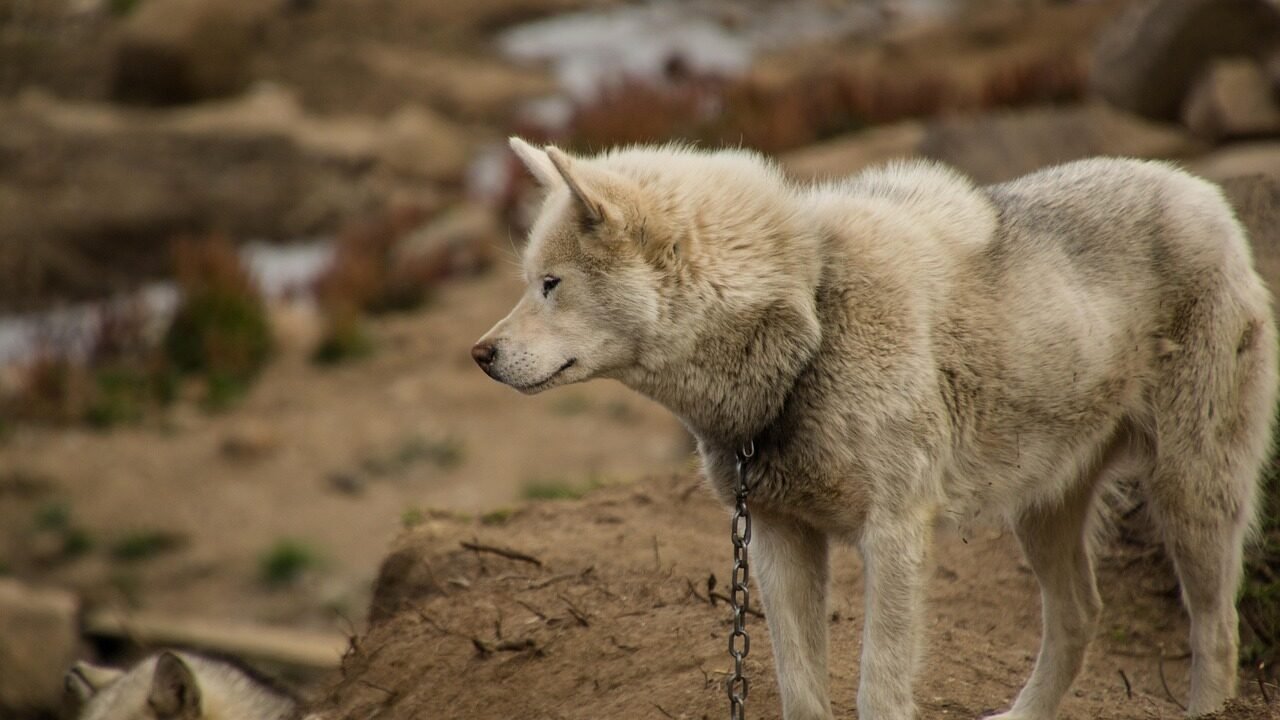 dog, sled dog, pet, greenland, summer, animal, greenland dog, arctic, polar, draught animal, nature, wildlife, mammal, outdoors, chain, chained