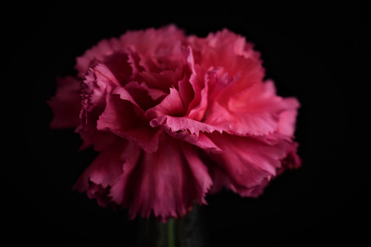 nature, plant, no person, flower background, nice, lively, color, flower wallpaper, sheet, blooming, beautiful flowers, flowers, love, summer carnation
