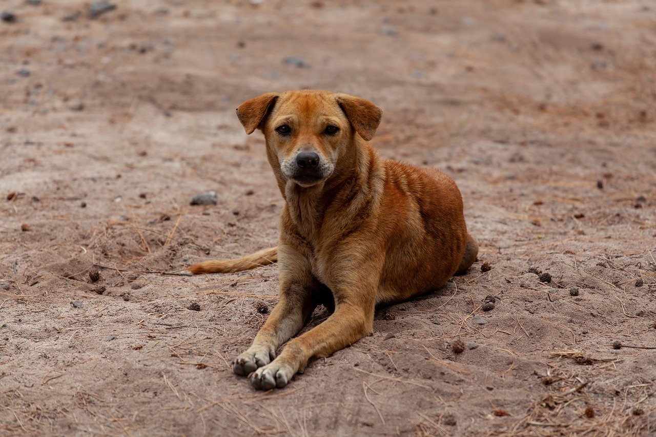 stray dog on beach, brown dog, stray dog, beach dog, abandoned dog, stray, street, dog, nature, beach, sea, vacation, animal, holiday, canine, portrait, pet
