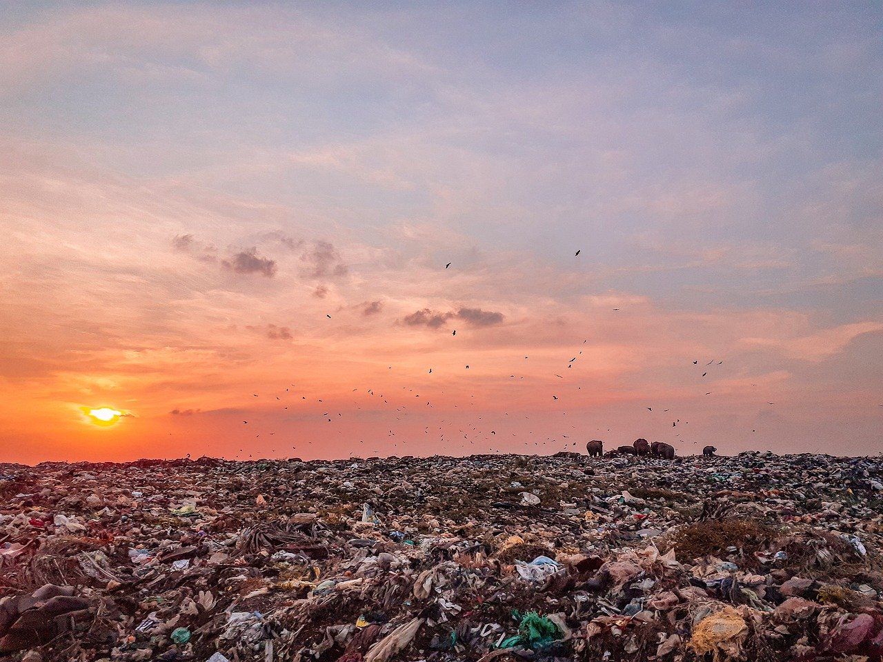 trash, nature, trash land, trash dump, pollution, sky, sunset, reflection, beauty, beautiful, rubbish, srilanka, elephants, elephants eating trash, polythene, asian elephants, earth day