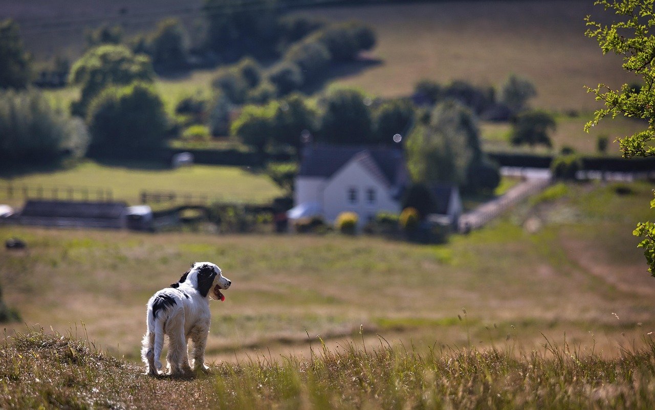 puppy, countryside, reflect, dog, pet, cute, happy, outdoors, canine, adorable, sweet, spaniel, cocker, animal, landscape, season, sunshine, grass, nature