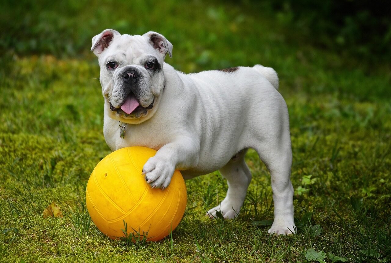 english bulldog, nature, bulldog, ball, dog, pet, white dog, canine, domestic, domestic dog, portrait, dog portrait, mammal, animal