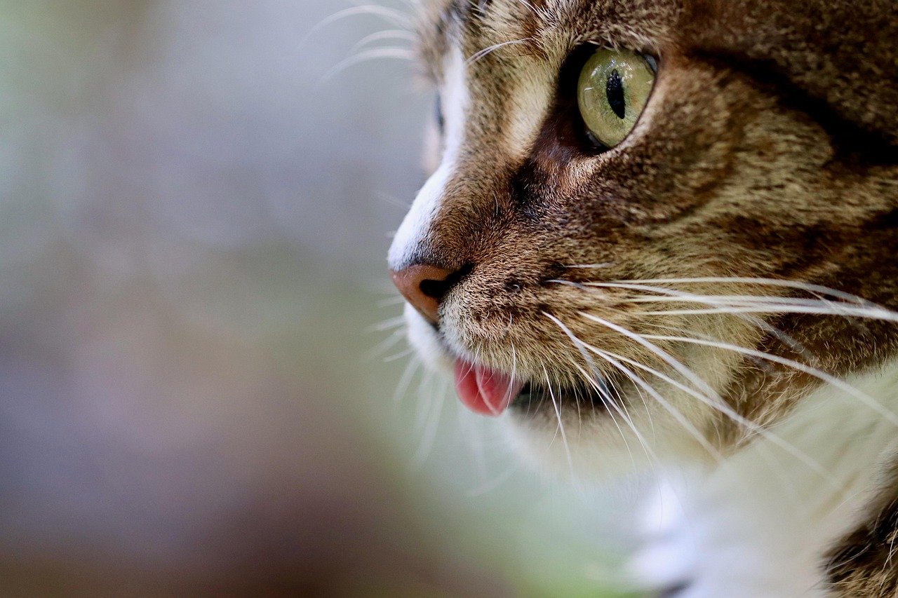 cat, cat tongue, cat eyes, nature, mackerel, domestic animal, tabby, gray tabby cat, gray cat, domestic cat, pet, portrait, cat portrait, cat profile, the world of animals, mammal, animal