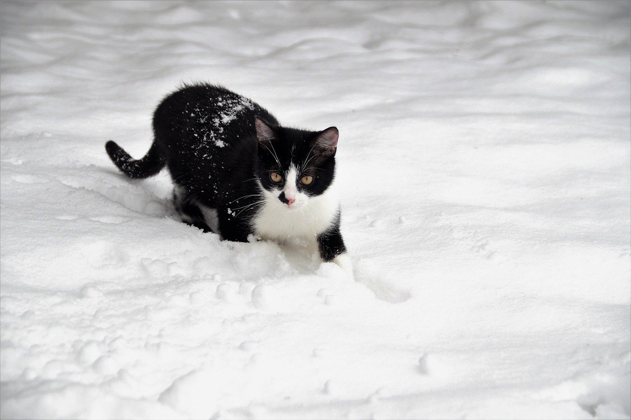 cat, kitten, feline, winter, snow, in the snow, black and white, fur, pet, nature, playful, beard, animal