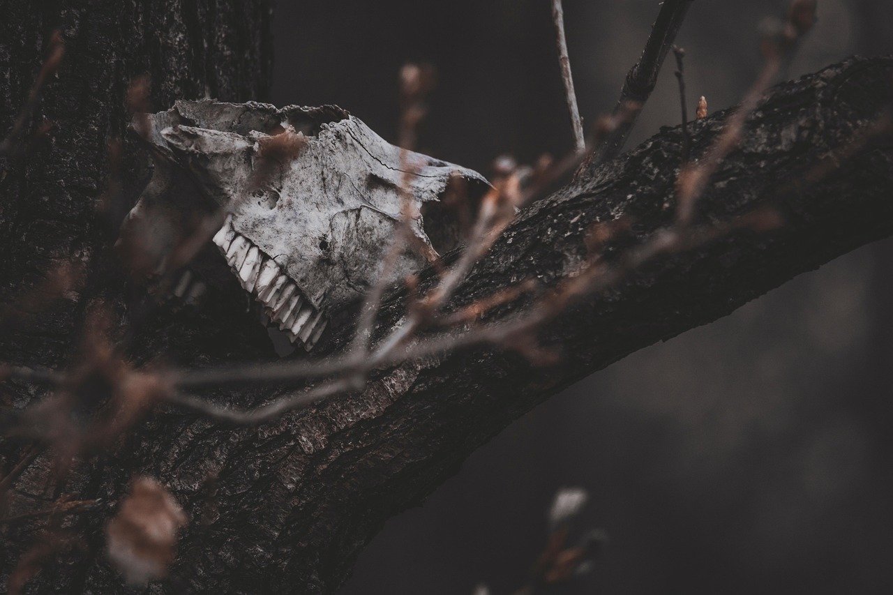 skull, bones, horror, trees, ghost, forest, fantasy, nature, halloween, grave, mysterious, gothic, scary, creepy, skeleton, witch