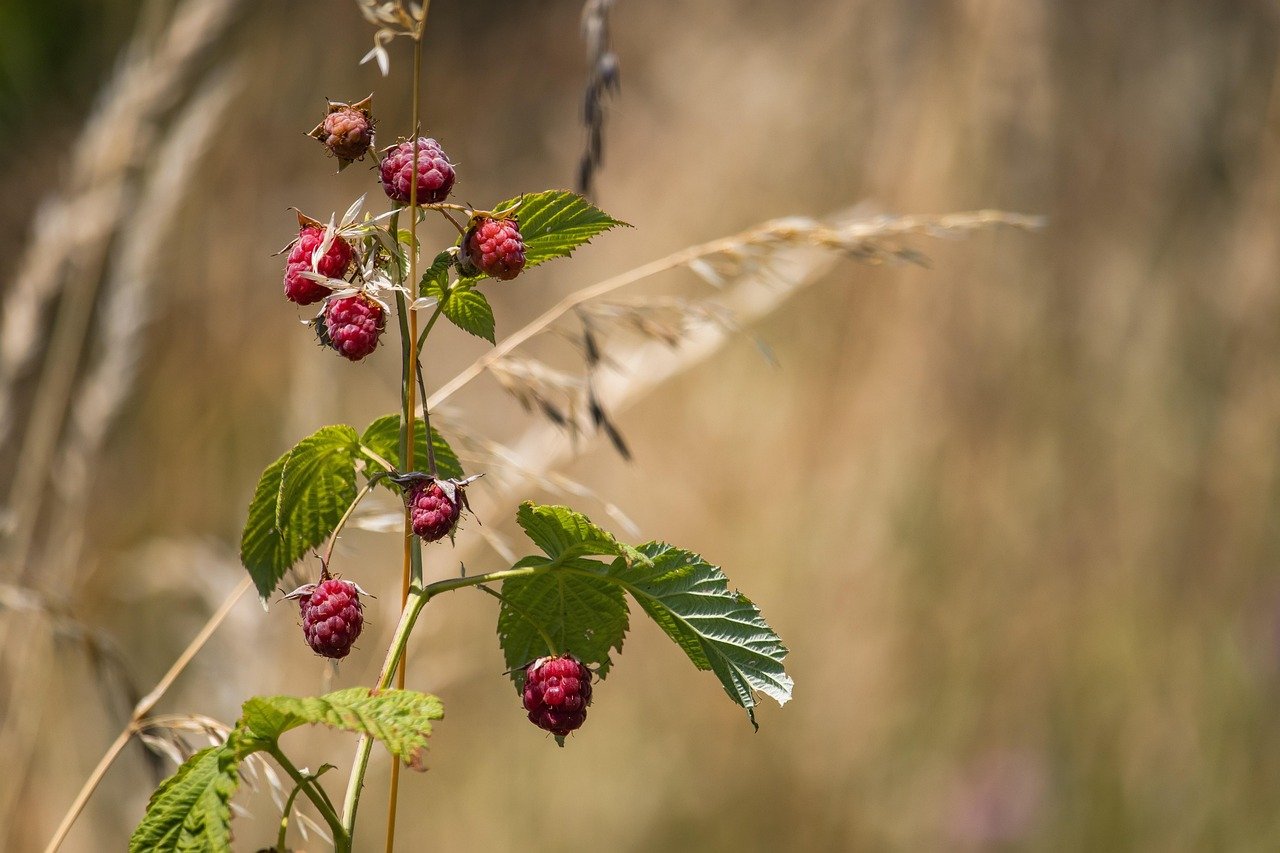 raspberry, raspberry bush, bush, berries, fruit, food, ripe, fresh, healthy, vitamins, sweet, organic, harvest, produce, branch, nature, summer, plant, raspberry, raspberry, raspberry, raspberry, raspberry, berries, fruit, nature, summer