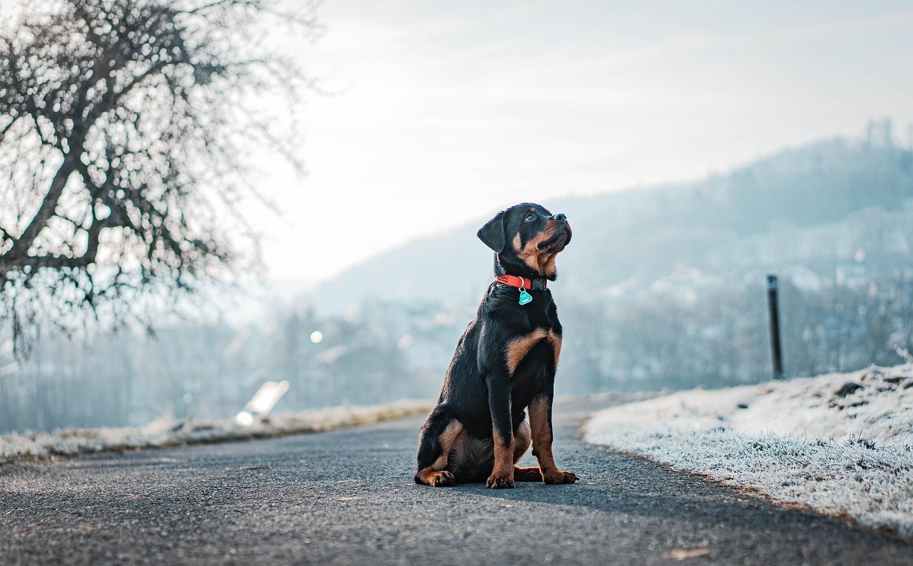 dog, rottweiler, winter, outdoors, animal, nature, domestic animal, rottie, snow, pet, canine