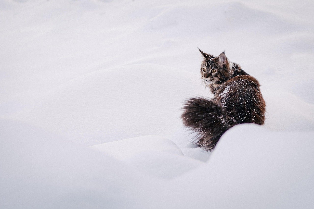cat, maine coon, kitty, nature, kitten, feline, lynx, animal, pet, snow, winter