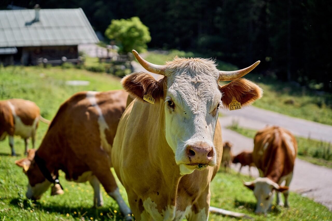 animal, cow, mammal, nature, milk, livestock, species, fauna, wildlife, pasture