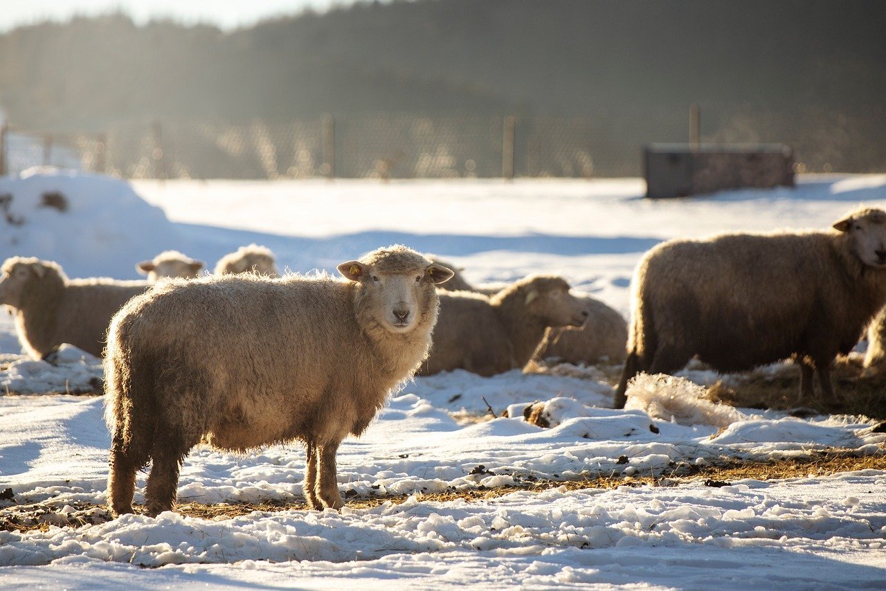sheep, herd, mammals, wave, fence, winter, nature, snow