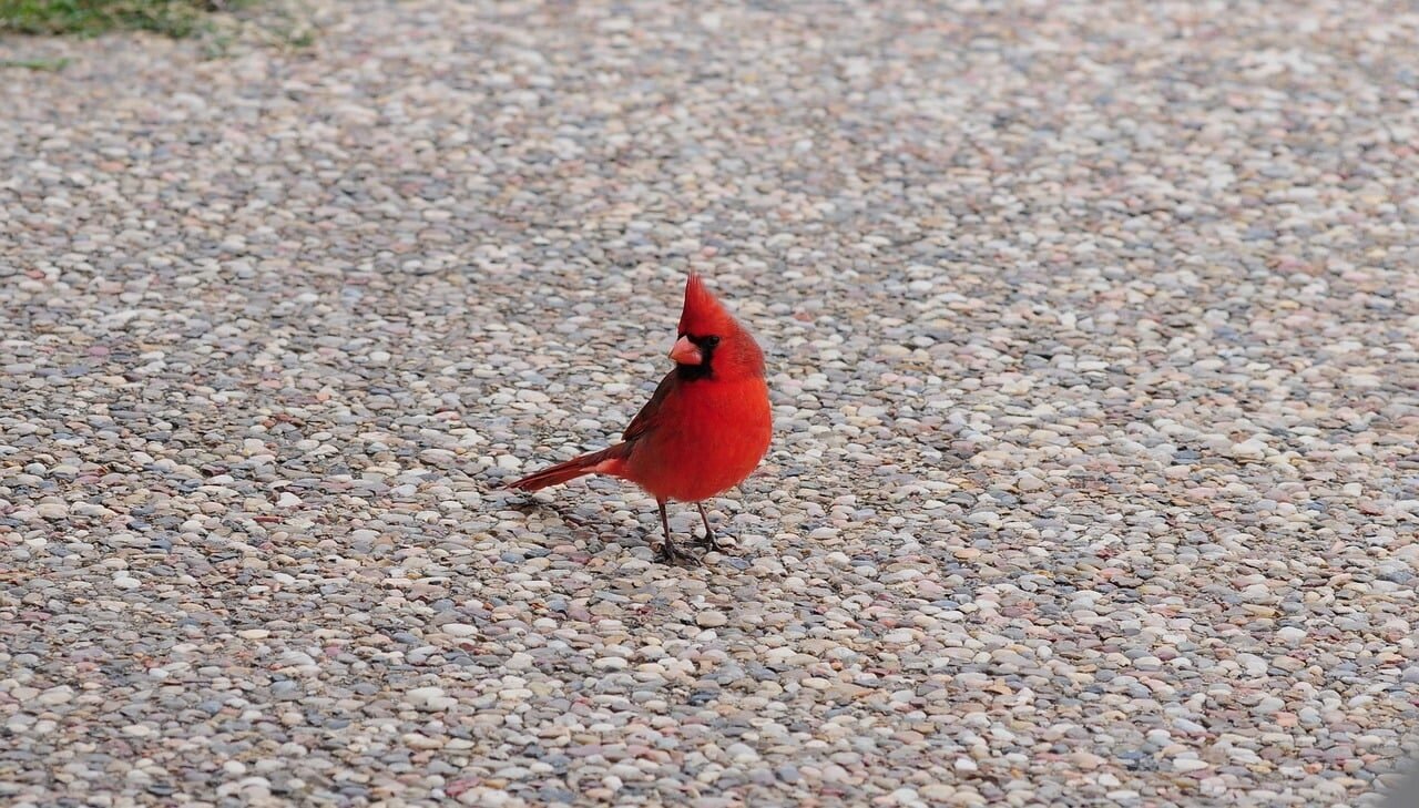cardinal, bird, nature, feathers, red, songbird, wild, ecology, outdoors, garden bird, ornithology, terrace, bright red, wild bird, sandy, ground texture, feeding, gravel