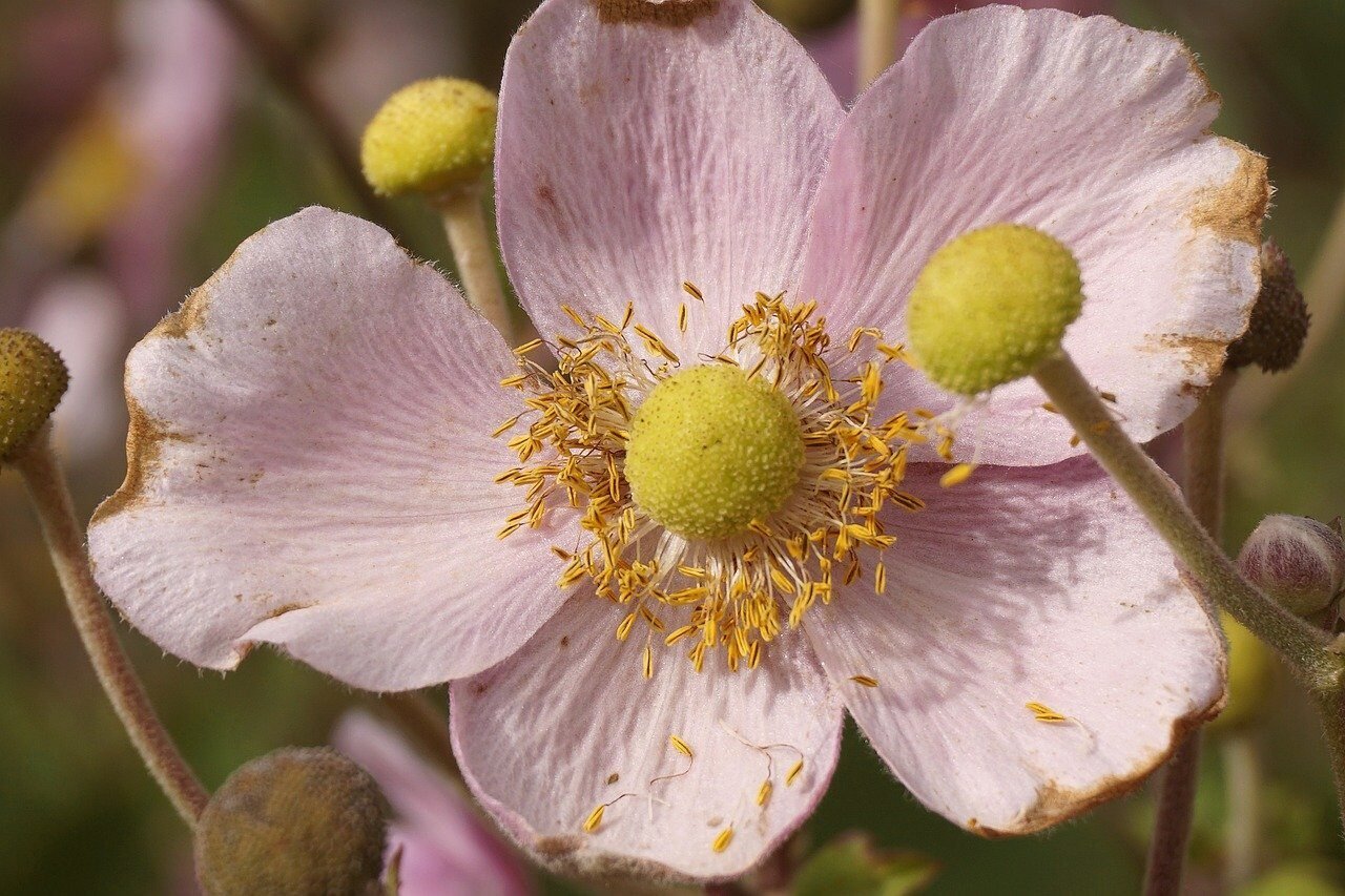 anemone, flowers, plants, hellebore, buttercup, pink flowers, bloom, nature, closeup, wild nature, flora, wallpaper, autumn anemone, garden, garden plant, nature wallpaper, close up, anemone crown, stamens, hd wallpaper, composites, glaucoma, pink anemone