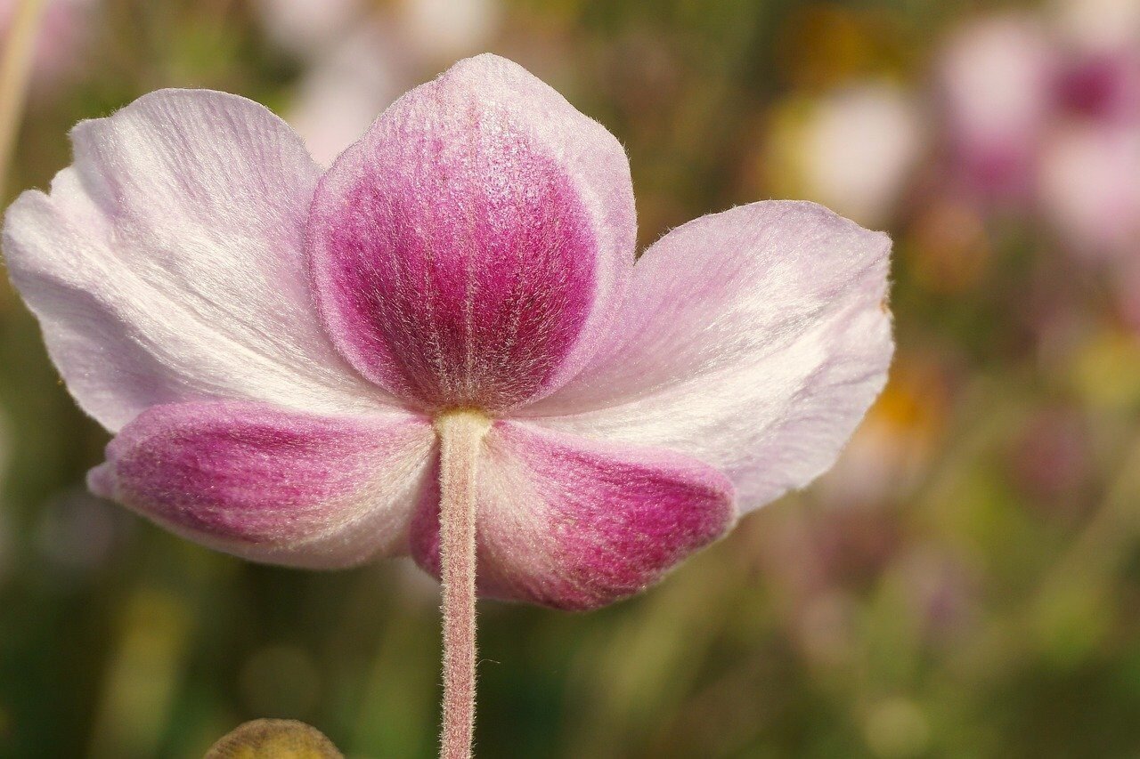 anemone, plants, hd wallpaper, hellebore, buttercup, pink flowers, cereal, flower, bloom, nature, closeup, wild nature, flora, wallpaper, autumn anemone, garden, garden plant, nature wallpaper, close up, anemone crown, stamens, composites, glaucoma, pink anemone