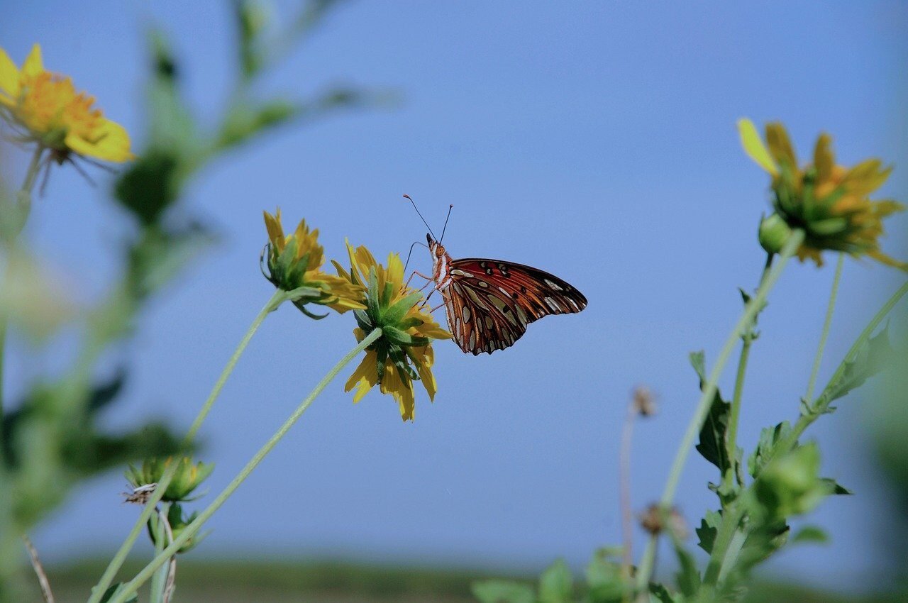 butterfly, flower wallpaper, nature, insect, wings, flowers, sunflower, blue sky, yellow, beautiful flowers, macro photography, fragility, environment, wildflower, flower background, summertime, flying, garden, natural habitat, pollination, details