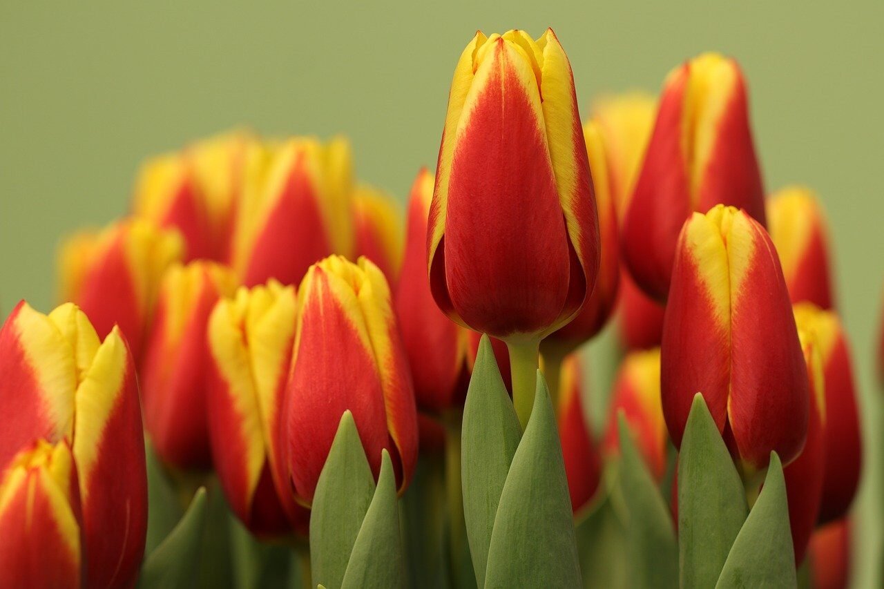 flowers, beautiful nature, 4k wallpaper 1920x1080, 4k wallpaper, tulips, wallpaper 4k, vegetable, beautiful flowers, petals, flower wallpaper, nature, laptop wallpaper, flora, nature background, free wallpaper, netherlands, bulb flowers, spring bloomer, flower background, spring, background, desktop background, free background, beautiful wallpaper, nature wallpaper, wallpaper, spring flowers, yellow red tulips, mac wallpaper, wallpaper hd, yellow-red flowers, desktop backgrounds, windows wallpaper, cool backgrounds, hd wallpaper, full hd wallpaper, tulip head