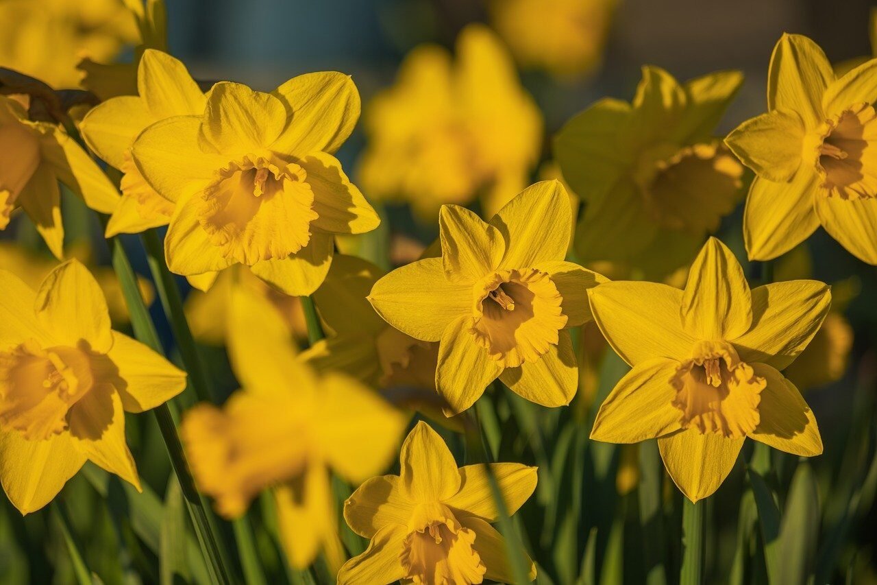 daffodil, spring, flower, yellow, nature, sunlight, beautiful flowers, close-up, bright, garden, natural, decoration, field, seasonal, spring bloom, metal, pistil, track, clear, morning, flower background, flower wallpaper, life