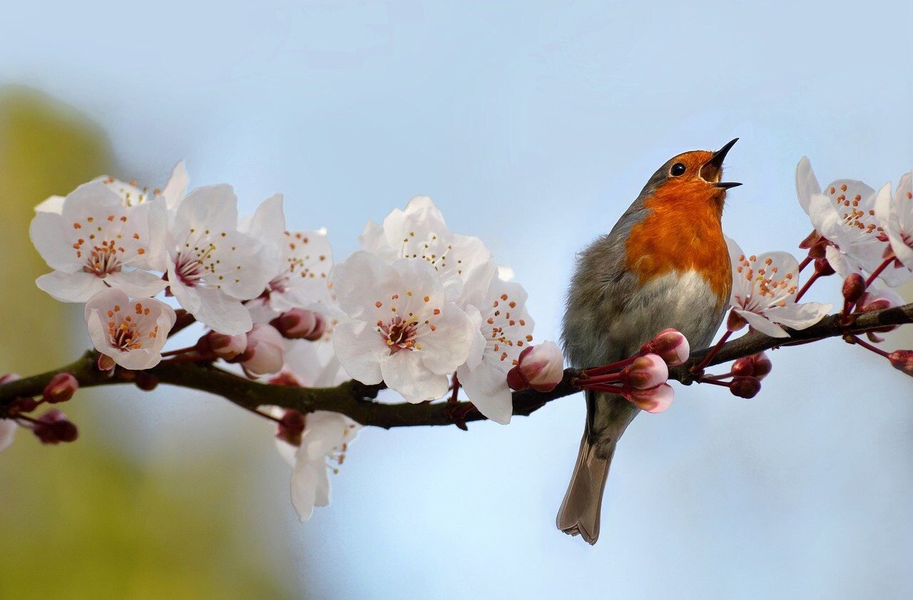 bird, robin, nature, songbird, wildlife, cherry blossoms, sakura, bloom, spring, cherry tree, ornamental cherry, blossoms, flowering branches, beautiful nature, wild cherry, bird cherry, cherry blossom, nature background, blooming, nature wallpaper, hd wallpaper, hd background, wild cherry blossom, bird cherry blossom