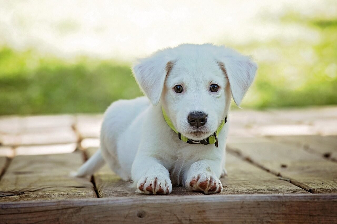 puppy, nature, dog, pet, collar, dog collar, white puppy, white dog, domestic, domestic dog, lying down, portrait, dog portrait, animal, cute, white, adorable, canine, doggy, looking